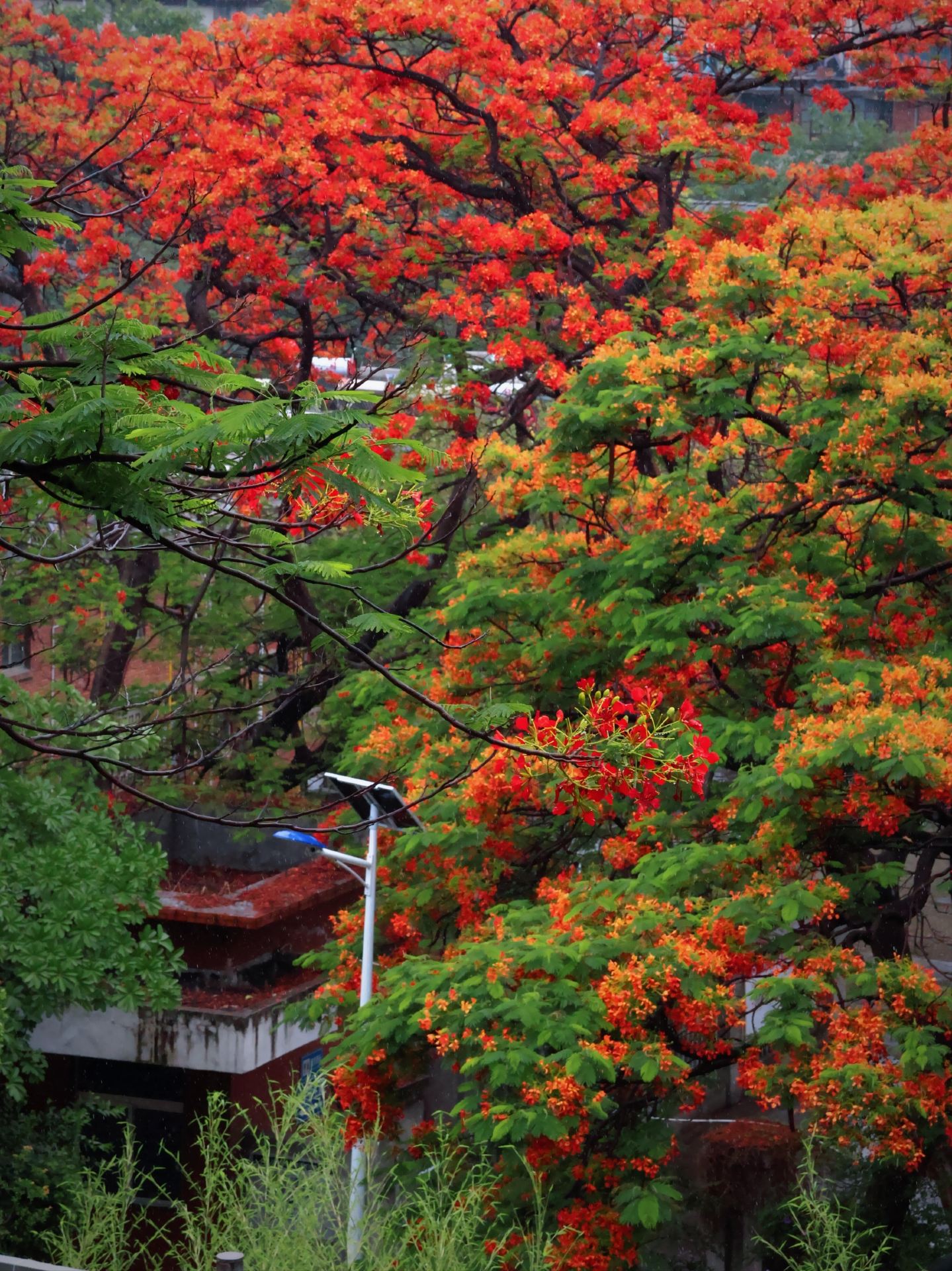 Panzhihua: God's spilled palette, dyeing summer into a scorching romance!