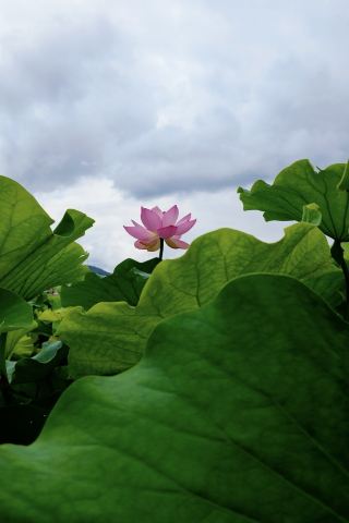 Yuxi Eshan Thousand-Mu Lotus Pond Travel Photography｜Capture the Fairy-like Summer Vibes Directly