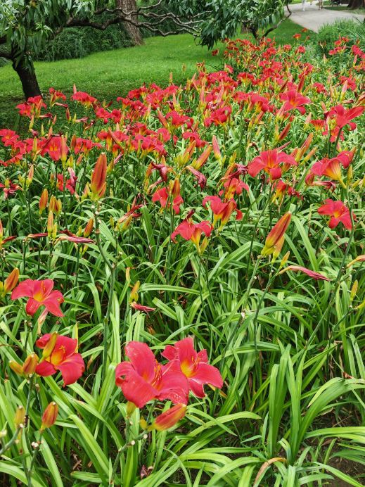 頤和園の紅運萱草が盛大に咲く|赤い花の明るい蕊が魅力的に開く | Trip