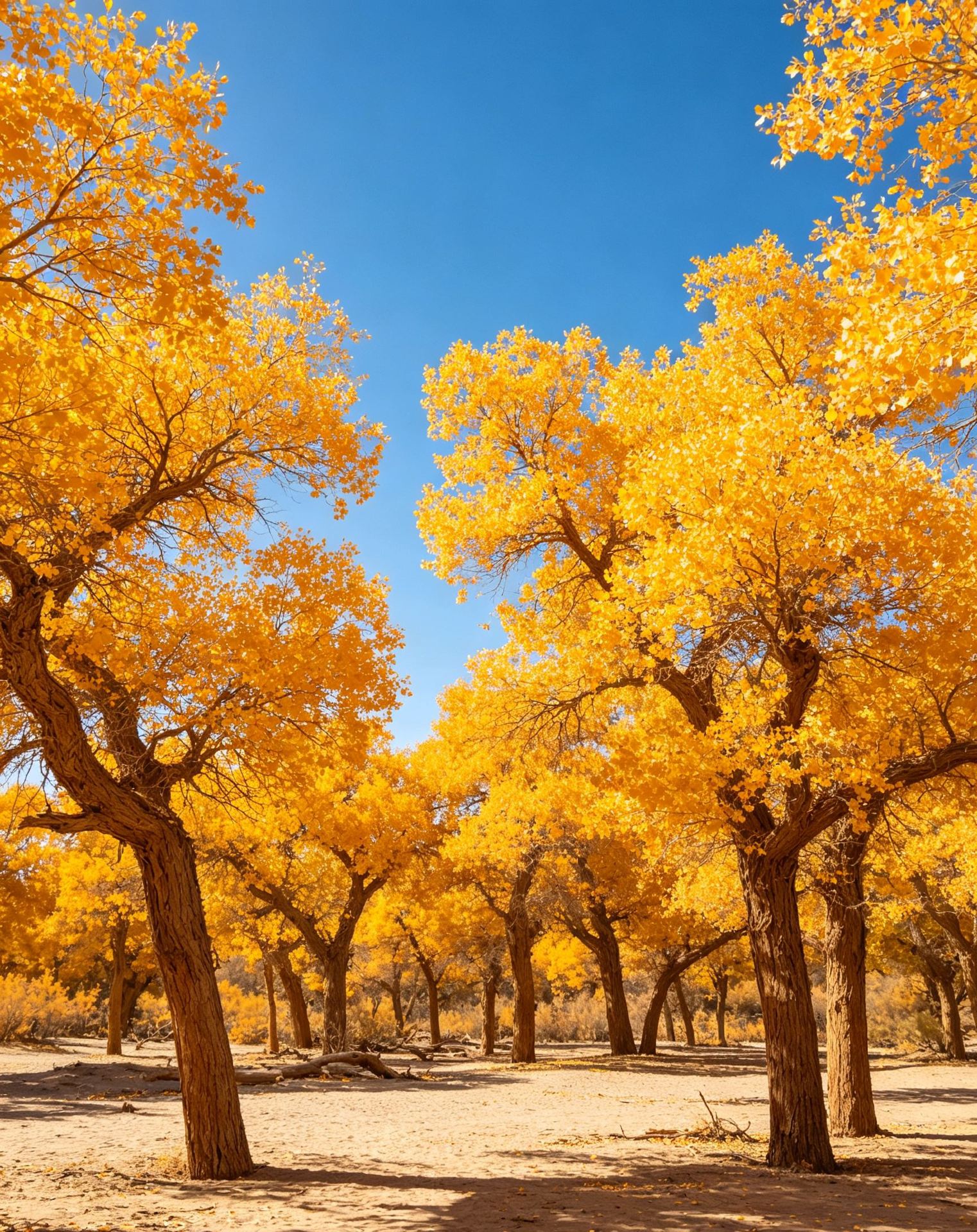 Unlock the Golden Autumn of Ejina