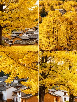 騰衝×芒市｜火山、茶畑、銀杏、そしてプライベート温泉を一度に満喫する旅