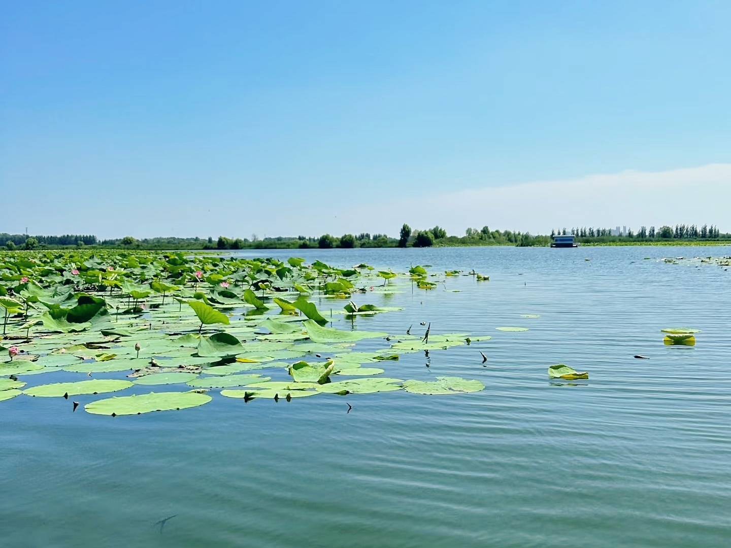 Weishan Lake | A date with red lotuses: missed the peak bloom, but found a lake full of lotus seed pods