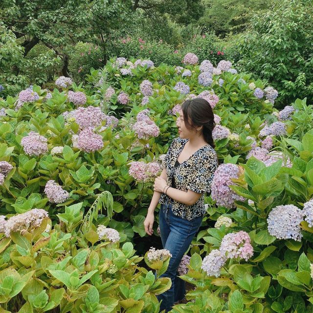 멋진 대나무숲길과 수국 꽃밭의 콜라보 제주 한라 수목원