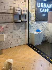 🐱再訪高質貓貓cafe