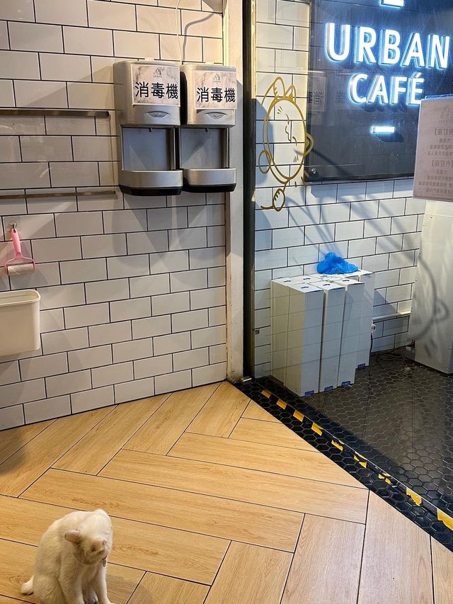 🐱再訪高質貓貓cafe