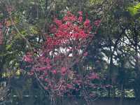 本地遊｜大埔海濱公園｜花種超多賞花必去