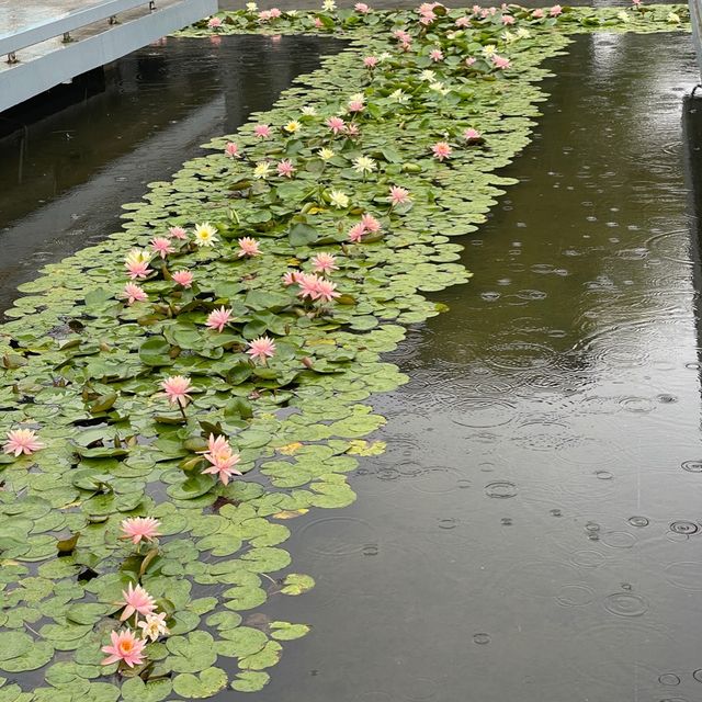 海山站半日之旅❤️鹽田公園加壹方城⭕️親子遊必去