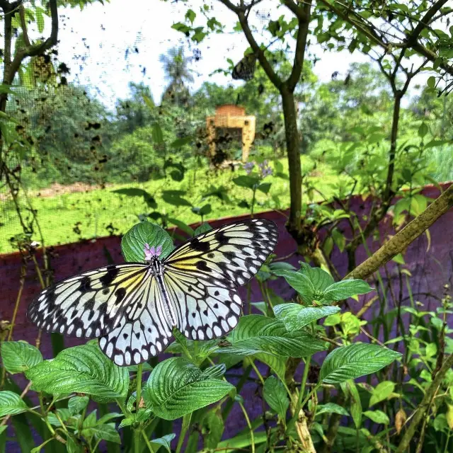 Enjoy Nature at Paradizoo Park Tagaytay