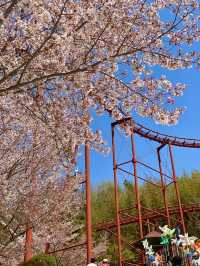 김해 벚꽃 명소, SNS 핫플 가야랜드🎡