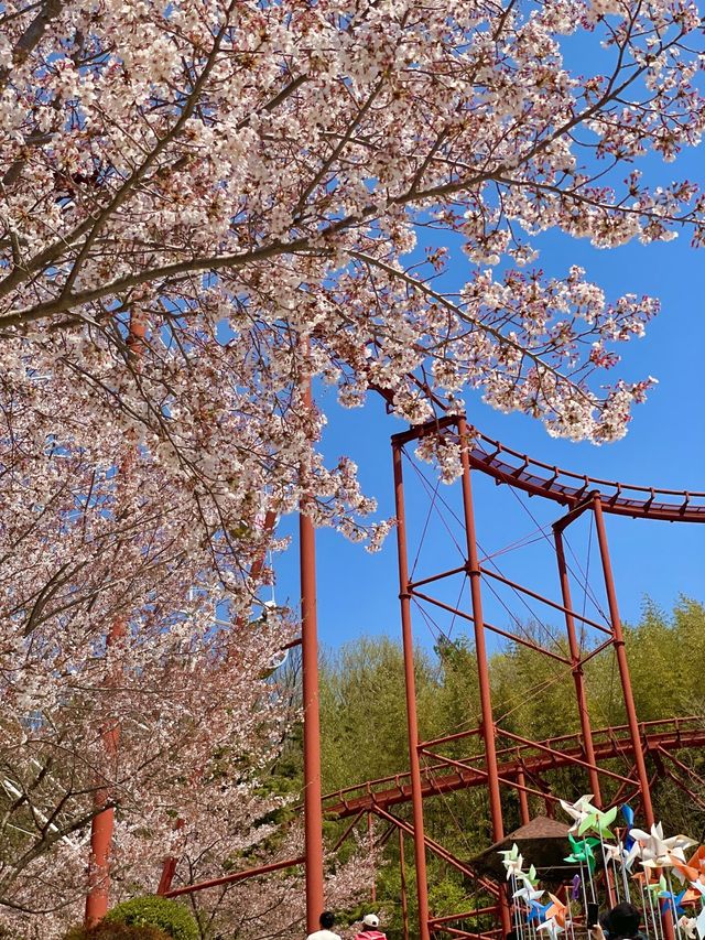 김해 벚꽃 명소, SNS 핫플 가야랜드🎡