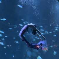 Aquaria Phuket 