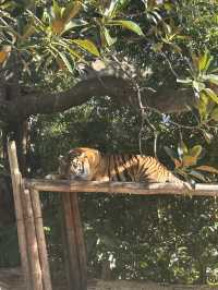 Sydney 絕美動物園 — Taronga Zoo