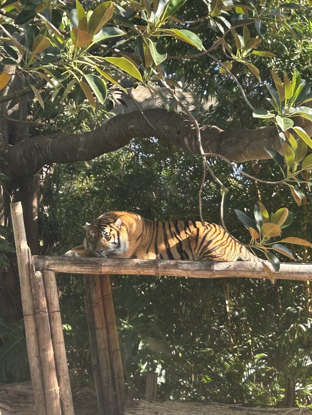 Sydney 絕美動物園 — Taronga Zoo
