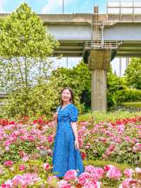 현시각 3가지 꽃을 한번에 볼 수 있는 명소💐