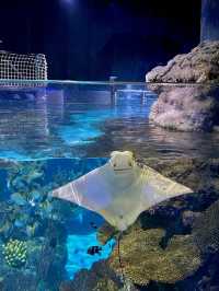 Aquaria Phuket อะควาเรียมมาตรฐานสากล