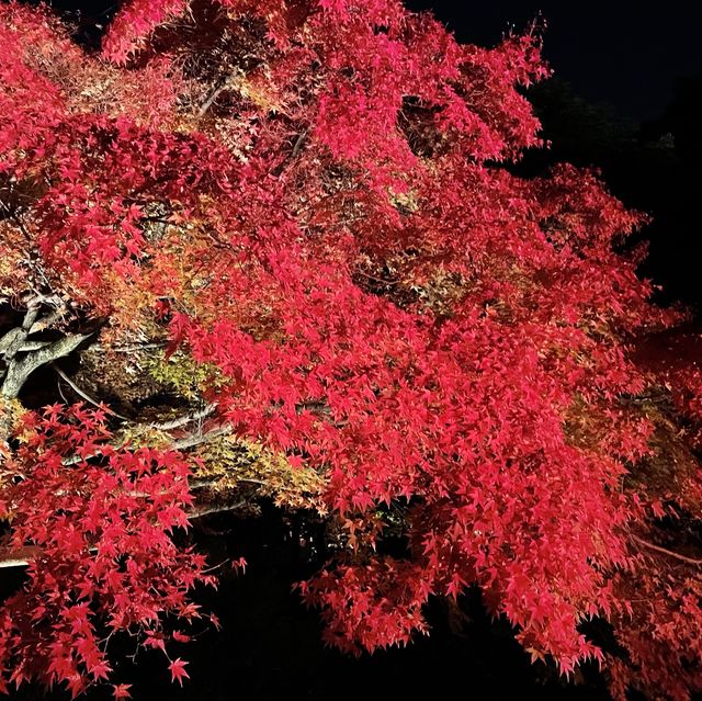 めちゃ感動【万博公園の紅葉ライトアップ】が最高！in大阪