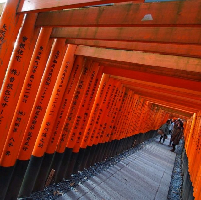延綿不斷的紅色鳥居隧道⛩️