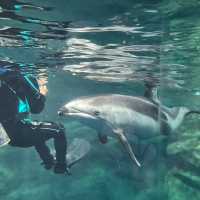 【大阪最大】何度も行きたい水族館！