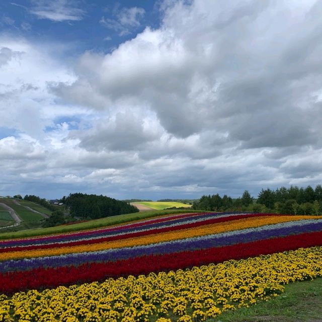 北海道必去景點之一
💜四季彩之丘