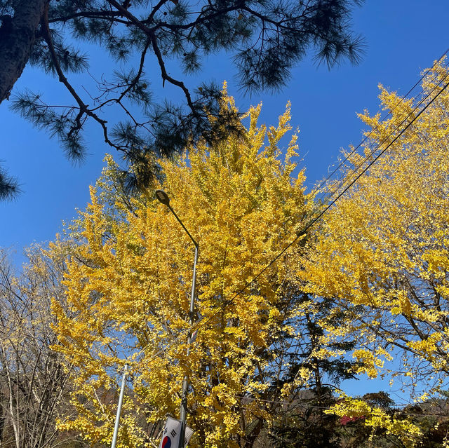 Autumn Seoul Cafe with the Best foliages view