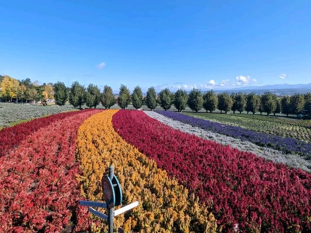 Tomita Farm in Furano