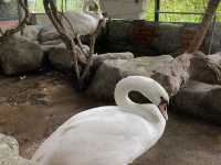 Mini Petting Zoo in Kuala Selangor 