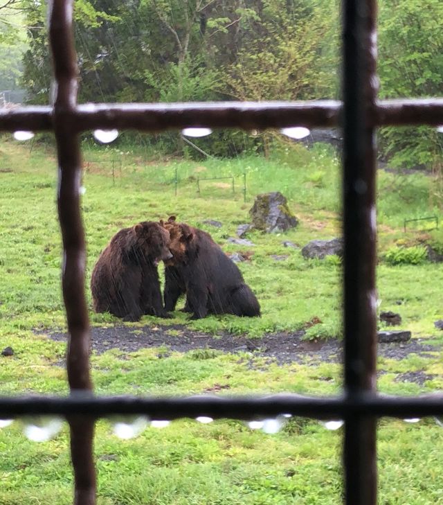 Fuji Safari Park