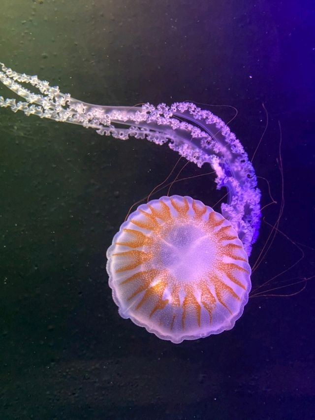Welcome to Ocean Park Hong Kong! 