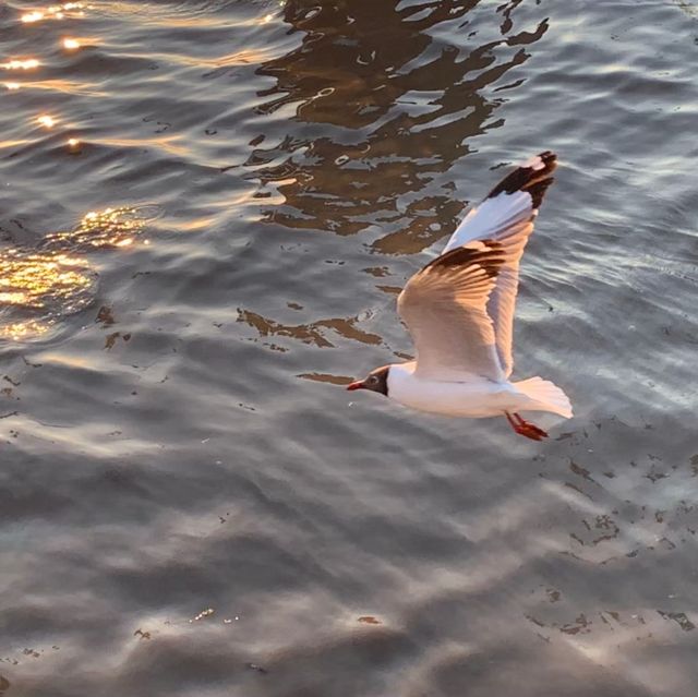 Taking photos with seagulls at Bang Pu