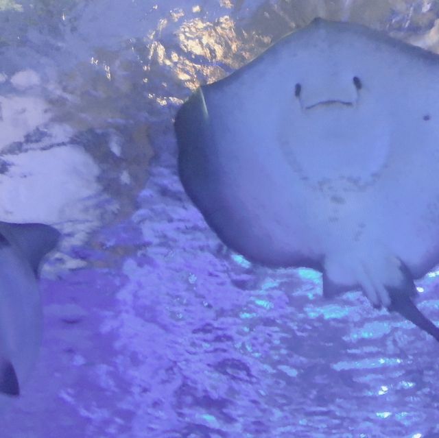 八景島シーパラダイス🐧🐬