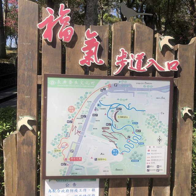 長庚養生文化村（有隱藏版櫻花木棧道八重櫻）