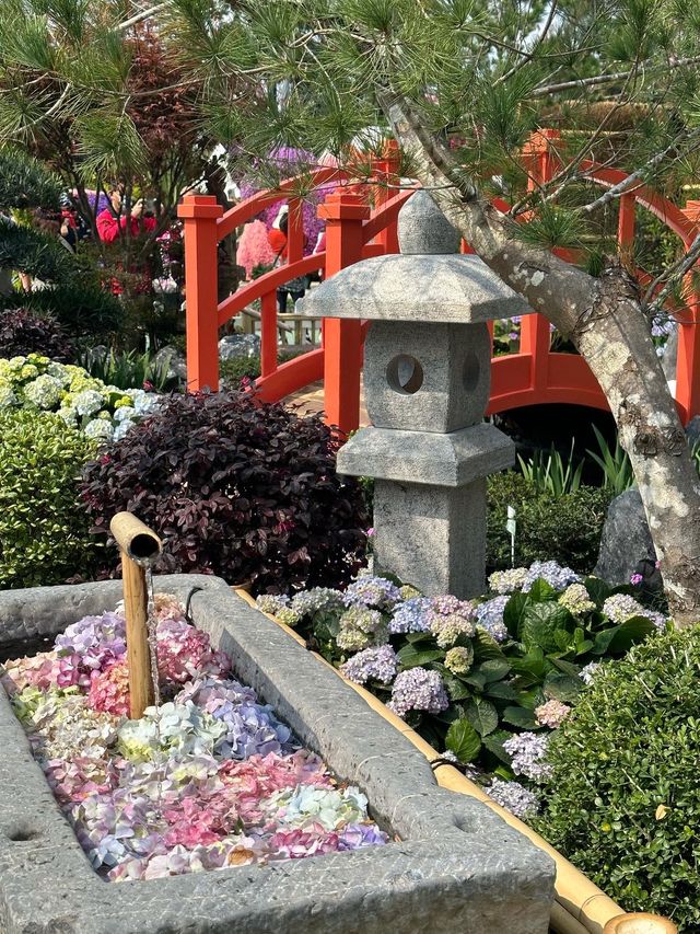 2023年香港花卉展有好多靚靚繡球花！