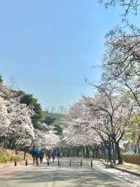 대구 벚꽃 여행지:: 두류공원🌸🌸🌸