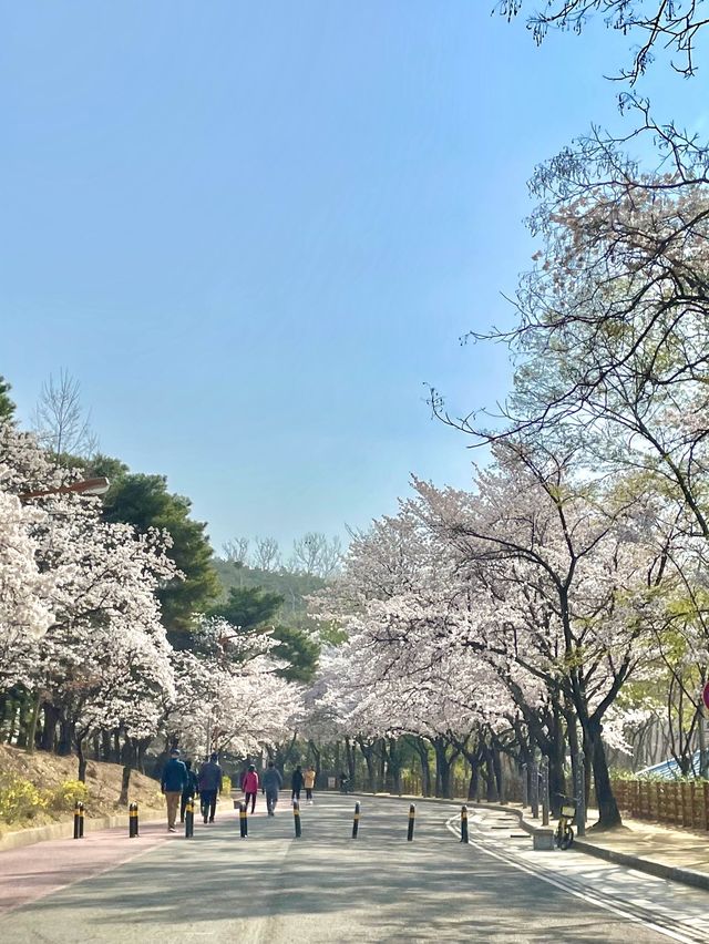 대구 벚꽃 여행지:: 두류공원🌸🌸🌸