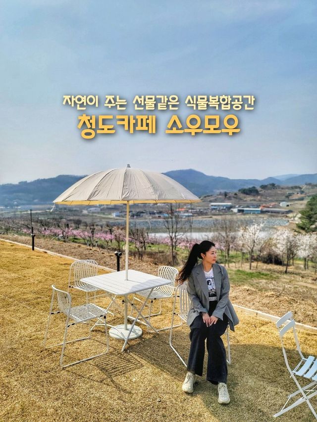 식물복합공간 청도 신상카페 소우모우🌳