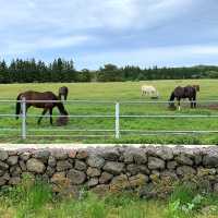 🍊제주 이색숙소 조랑말뷰 숙소 포니제주🐴