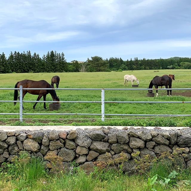 🍊제주 이색숙소 조랑말뷰 숙소 포니제주🐴