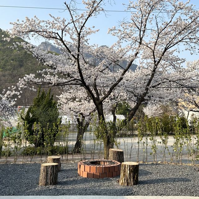벚꽃피는 시즌에 가야하는 벚꽃맛집 숙소🌸