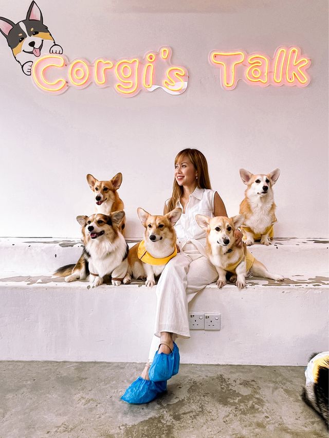 Let’s cuddle with the cutie butt Corgis 🐶