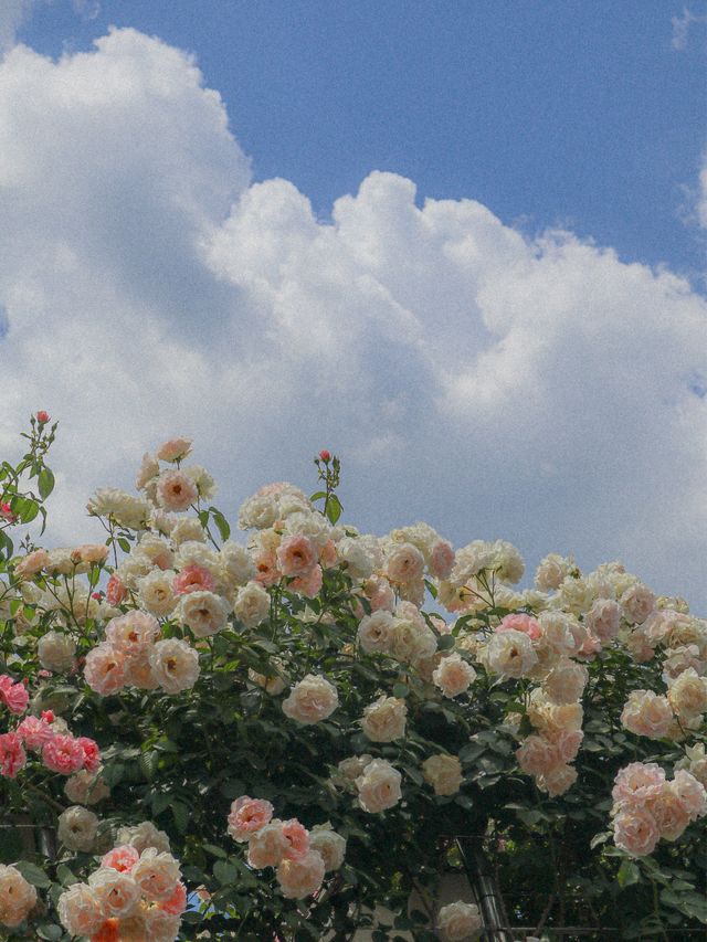 ❤️화려한 장미들의 집합소🌹중랑 장미공원❤️