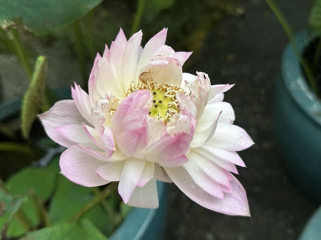 香港遊 | 大嶼山 | 寶蓮禪寺 | 香港荷花節 (下)