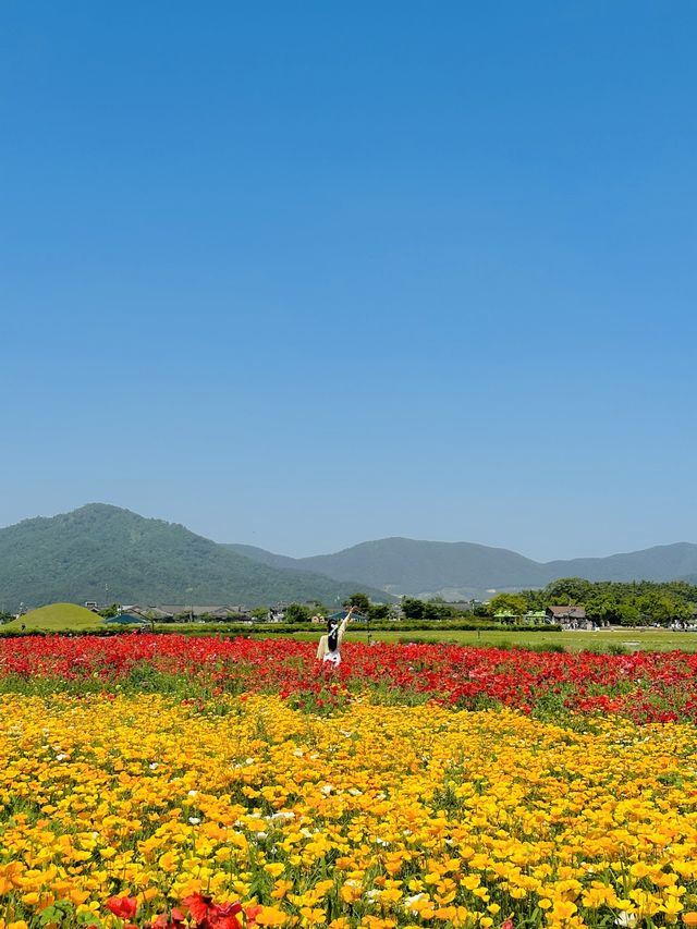 매계절 동화속 같은 예쁜 풍경으로 가득한 경주🌹🌈