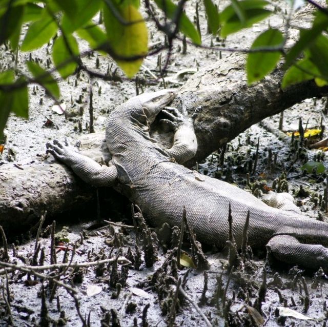 Wildlife at Sungei Buloh