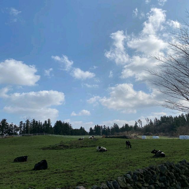 제주의 초록빛🌿 아침미소목장🐄