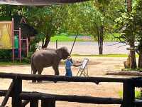 ชมน้องช้าง ที่ศูนย์อนุรักษ์ช้างไทย ลำปาง