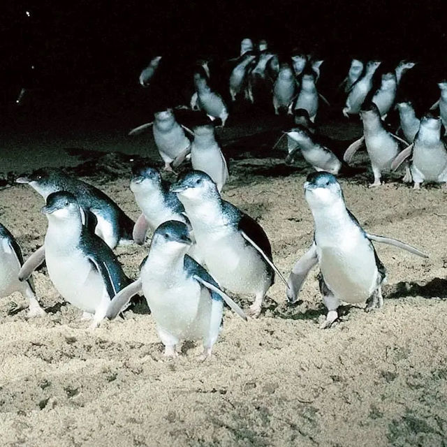 Phillip Island Penguin Parade, Melbourne 🇦🇺