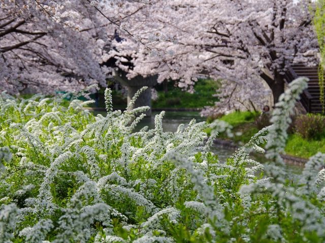 【京都市】桜 x 川 x 舟の風情🌸