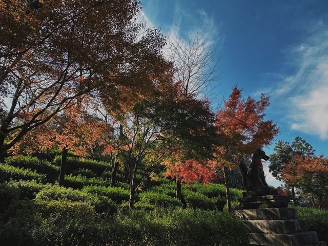 京都 | 經典橙色千本鳥居呈現眼前