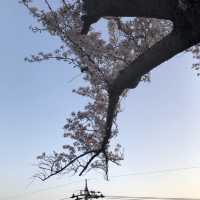 【小丸山城趾公園】