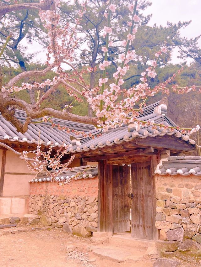 고택과 어우러져 더 아름다운 밀양 매화 명소 ✨